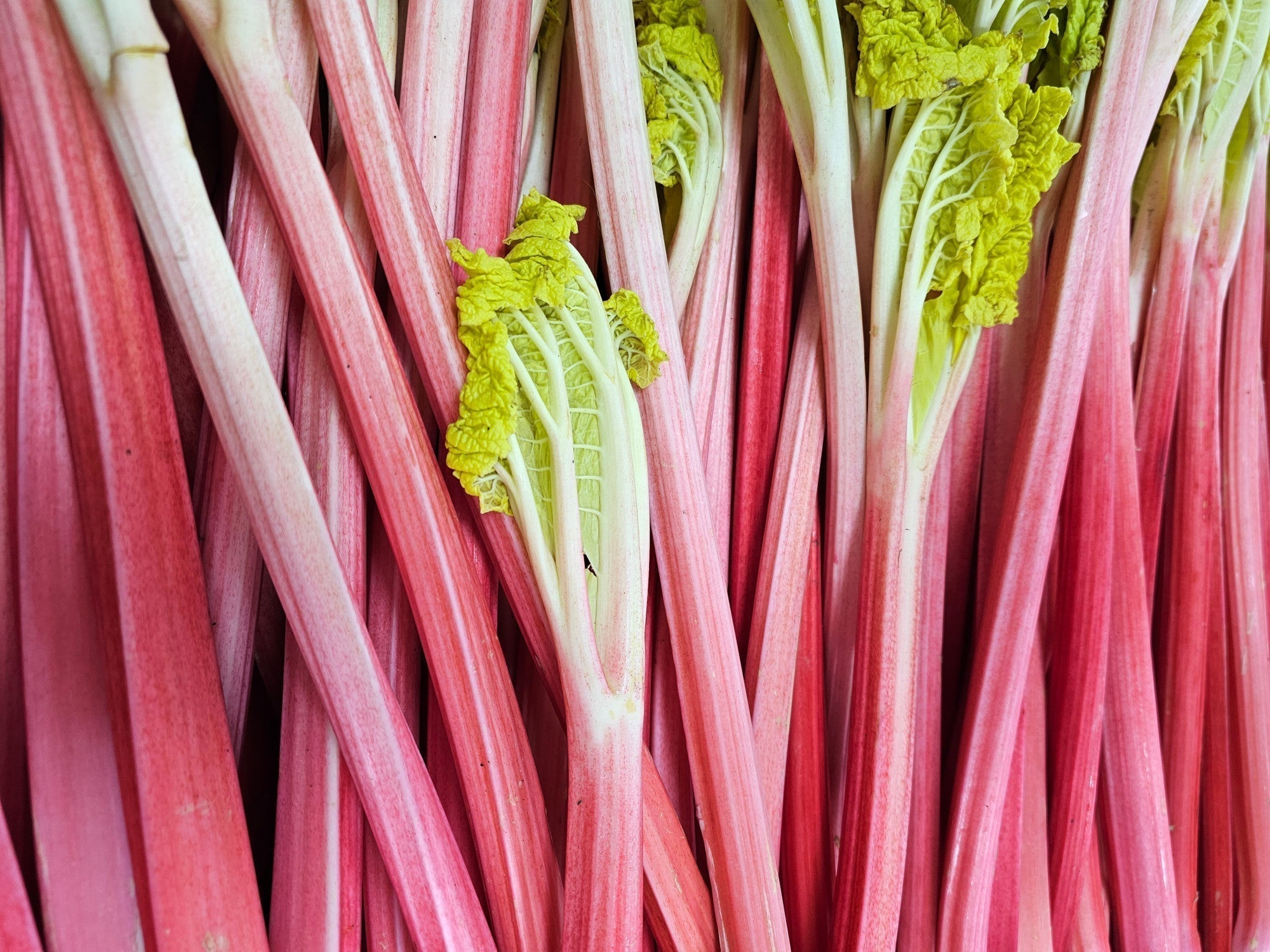 A close up shot of pink forced rhubarb stems