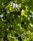 Damsons on the tree