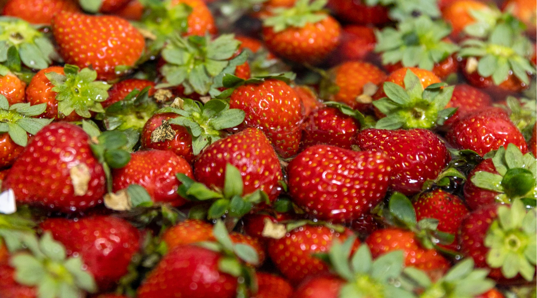 Fresh strawberries ready to be churned into sorbet