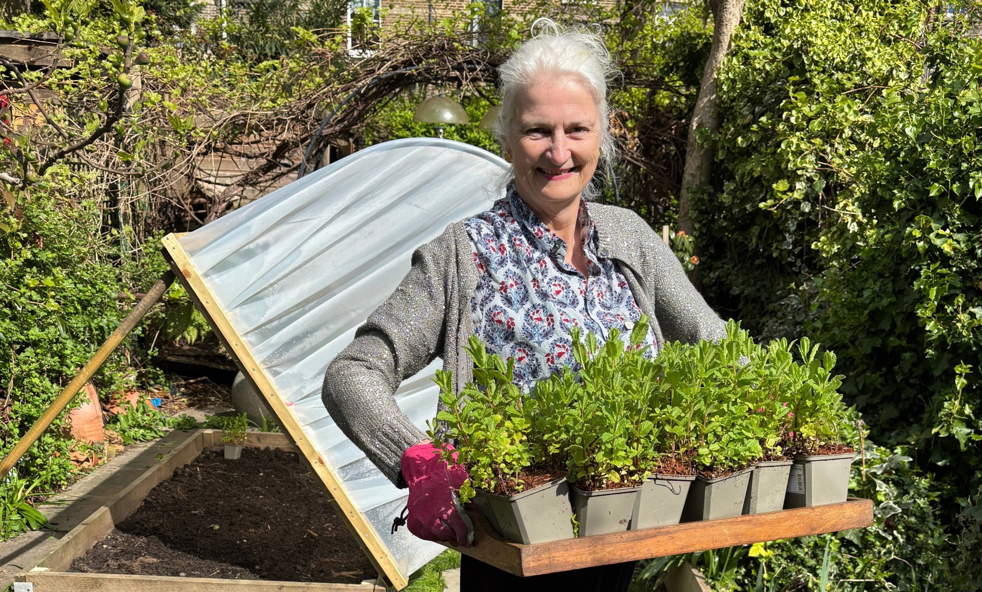Julie Fisher, a smiling woman with white hair, holds a tray of mint plants in front of a polytunnel