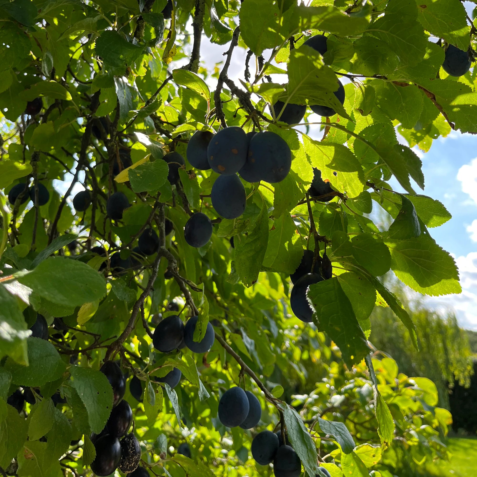 Damsons on the tree