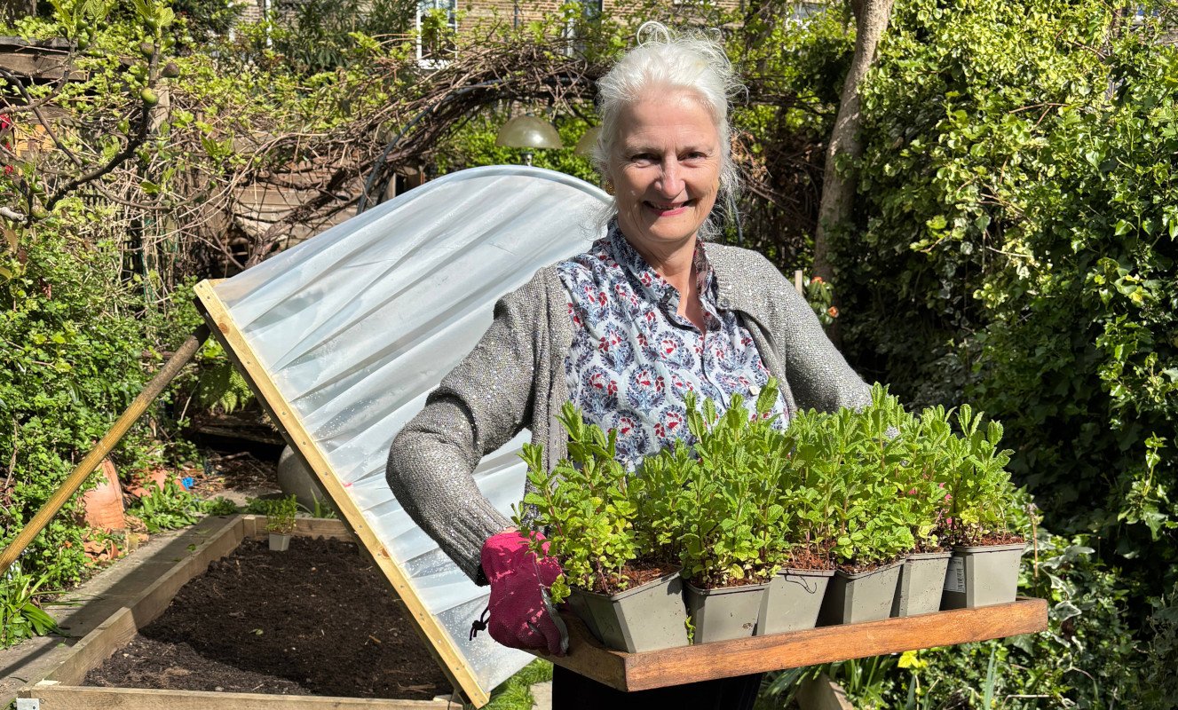A woman with white hair holding a tray of young mint plants in her garden in front of a polytunnel