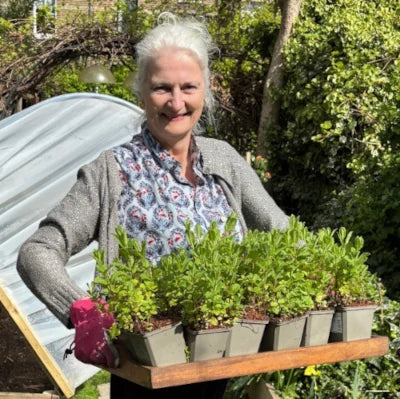A smiling woman with white hair hold a tray of mint plants in a garden